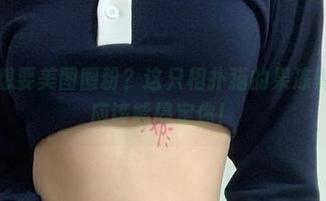 微密圈 – 想要美图圈粉？这只相扑猫的果冻臀和小蛮腰应该能搞定你！